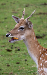 Young deer close up with small horns in a field of grass, looking like bambi.