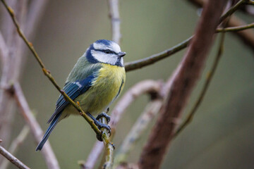 Fototapeta premium Blue tit perched on a branch