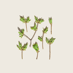 Spring green leaves in minimal style on beige background. Natural tree branches of lilac with young spring leaves, aesthetic photo close up, nature still life, flat lay, top view pattern