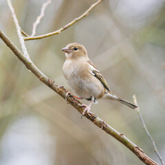female chaffinch perched on a branch
