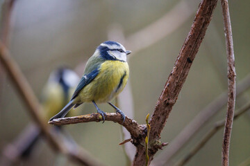 Obraz premium Blue tit perched on a branch