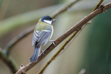 Great tit perched on a branch