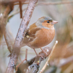 Male chaffinch perched on a branch
