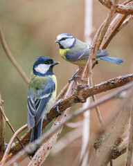Blue tit perched on a branch