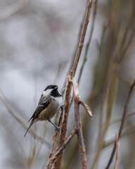 Coal tit perched on a branch