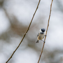Coal tit perched on a branch