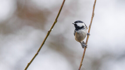 Coal tit perched on a branch