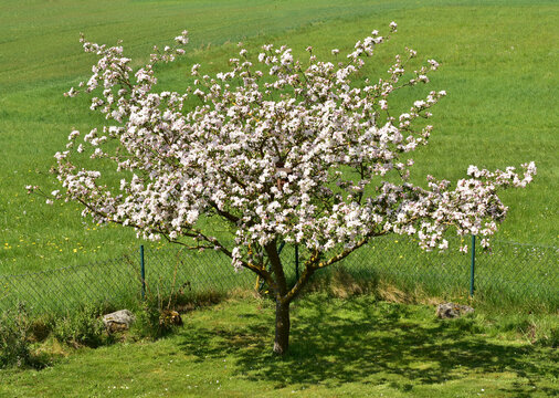 European Crab Apple, apple tree, malus, sylvestris, wild apple, wild