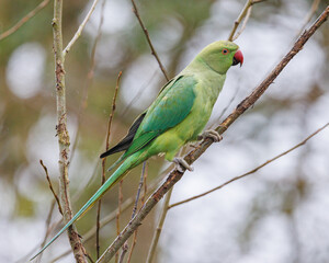 ring necked parakeet perched on a branch