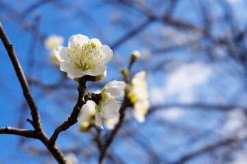 白梅の花