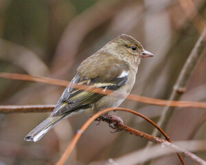 female chaffinch perched on a branch
