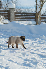 Siamese cat on winter close -up