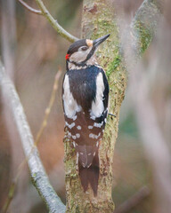 greater spotted woodpecker on tree