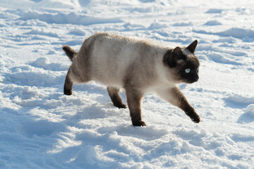 Siamese cat on winter close -up