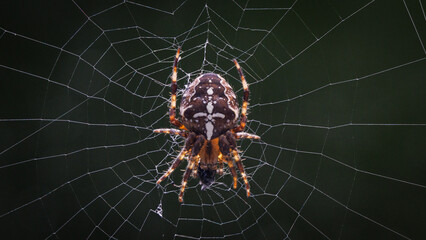 spider on the web