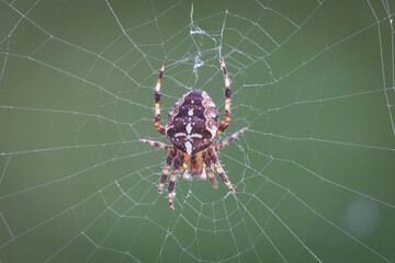 spider on the web
