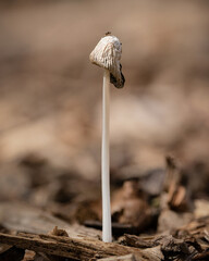 close up of mushroom