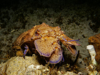 Mediterranean slipper lobster - Scyllarides latus