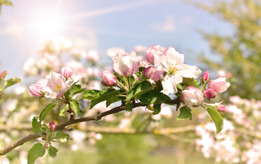 apple branch with pink blossoms and light