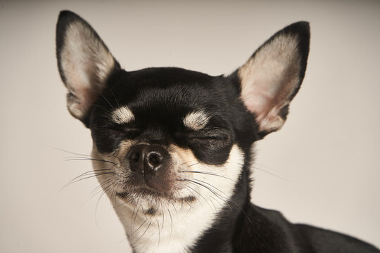 Retrato de chihuahua negro con ojos cerrados
