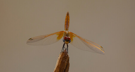 Close- up dragonfly on a branch 