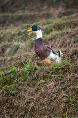 Naklejka na ściany i meble A mallard duck opening its mouth standing on grass