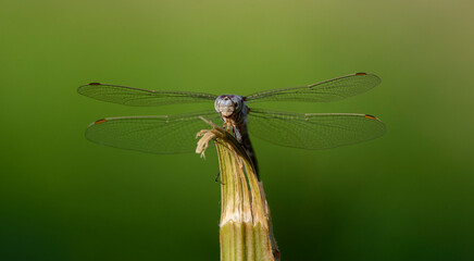 Dragonfly on a branch wings spread, with green background
