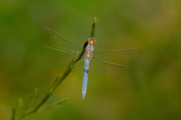 Dragonfly on a branch wings spread, with green background
