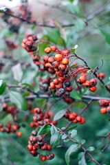 Rowan berries hang on a branch in winter