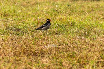 Common myna bird on agricultural field.