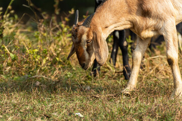 Goat is eating and grazing grass