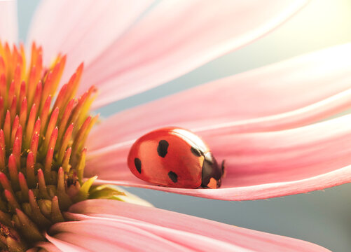red ladybug on Echinacea flower, ladybird creeps on stem of plant in spring in garden in summer