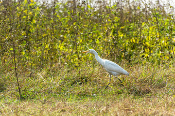 White heron finding victim in a forest bush.