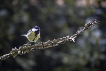 One of the most familiar birds in Europe's parks and gardens, the great tit (Parus Major ). He takes a sunflower seed and flies away.
