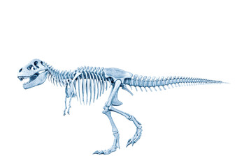 tyrannosaurus skeleton is walking in white background side view