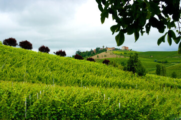 Fototapeta na wymiar Rolling hills of lush green vineyards with grapes for Moscato wine in the Piedmont region of Italy