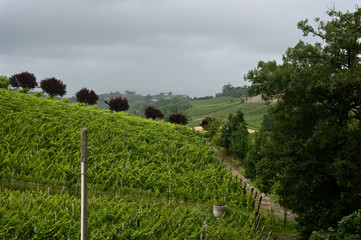 Rolling hills of lush green vineyards with grapes for Moscato wine in the Piedmont region of Italy