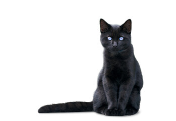 Black cat with blue eyes isolated on white