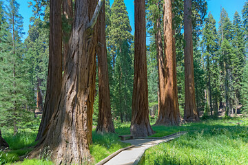 sequoia tree in the forest