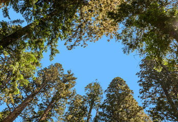 tall and big sequoias in beautiful sequoia national park