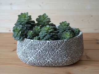 Succulent plant. Echeveria cactus in pot on a wooden background. Care tips for growing succulents