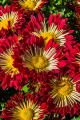 bush of red-white chrysanthemums in the garden, background with decorative flowers