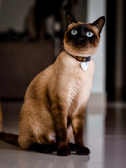 siamese cat on the table