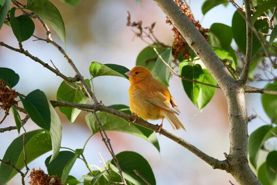 Ausgeb&uuml;xter Kanarienvogel im Sommer	