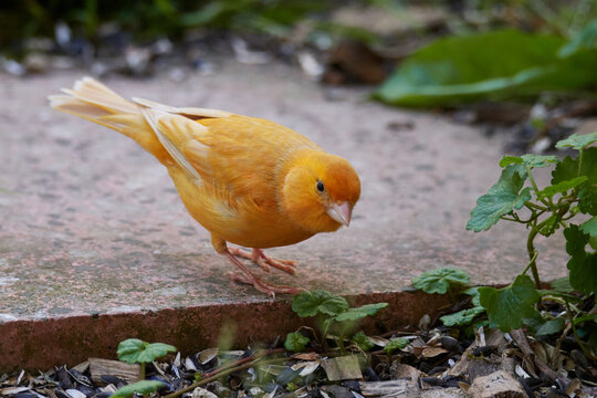 Ausgeb&uuml;xter Kanarienvogel im Sommer	