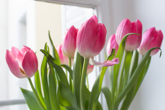 pink tulips bunch  in a vase into light of window