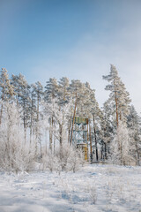 Winter forest in sunny weather