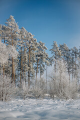 Winter forest in sunny weather