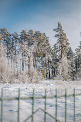 Winter forest in sunny weather