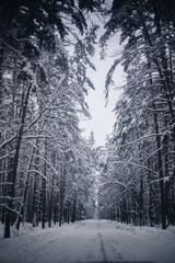 Foto auf Leinwand Winter forest in sunny weather © Anton